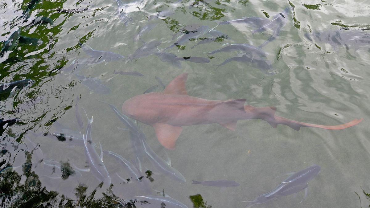 fish tank kings - gigantische wasserwelten