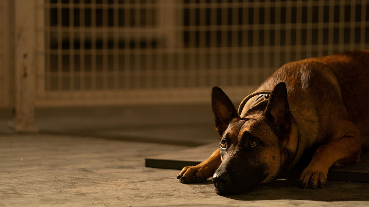 dog - das glück hat vier pfoten