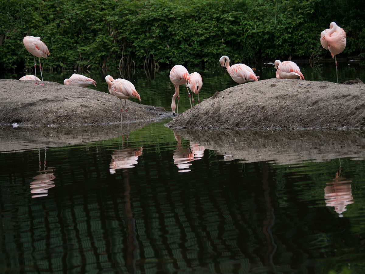 Bronx Zoo - Tierpark der Superlative bronx zoo - tierpark der superlative