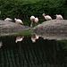 Bronx Zoo - Tierpark der Superlative Thumbnail