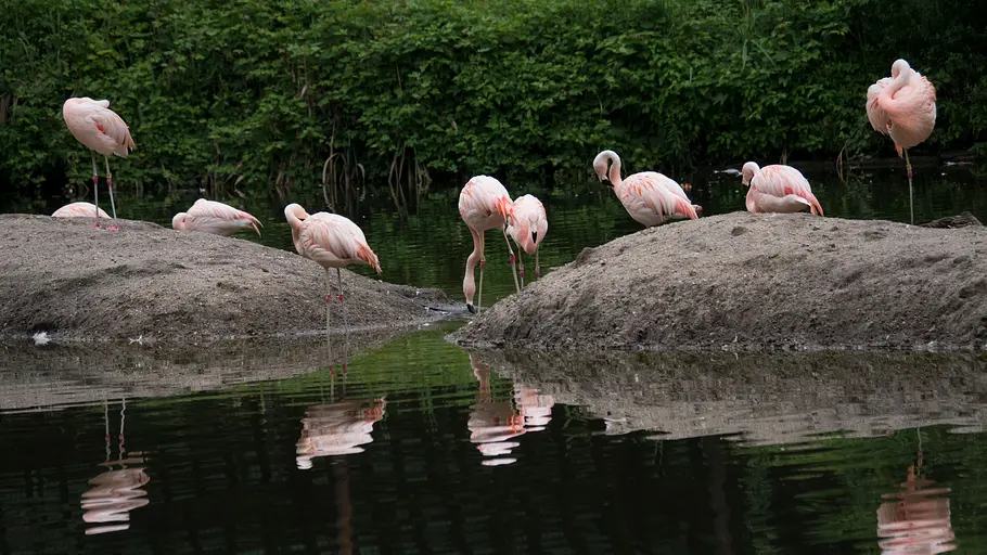Bronx Zoo - Tierpark der Superlative bronx zoo - tierpark der superlative