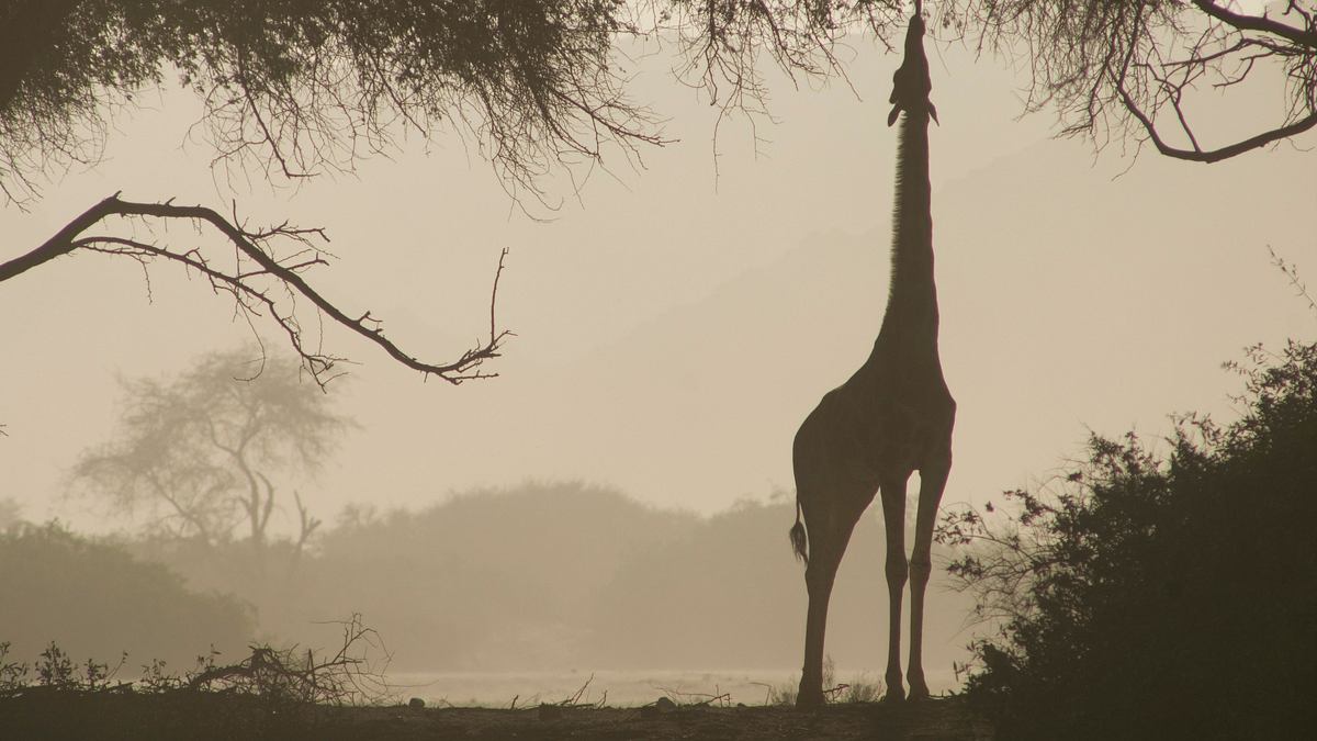 namibia - flüsse aus sand