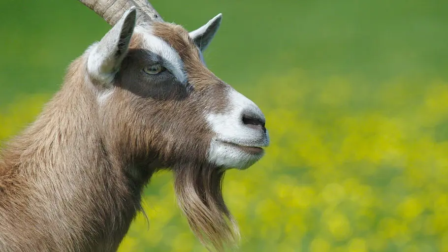 Tierisch schlau! tierisch schlau!