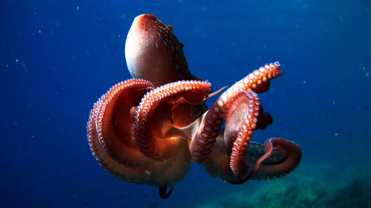 animal mysteries - unglaubliches tierverhalten