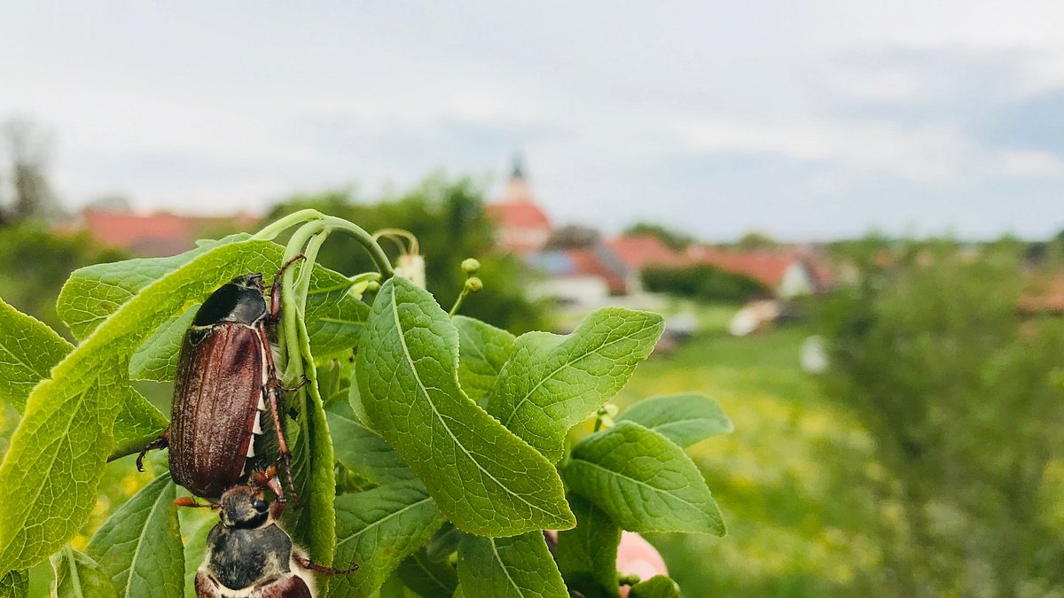 maikäfer flieg!