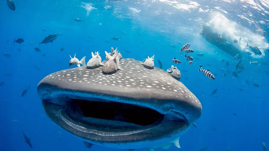 die insel der giganten