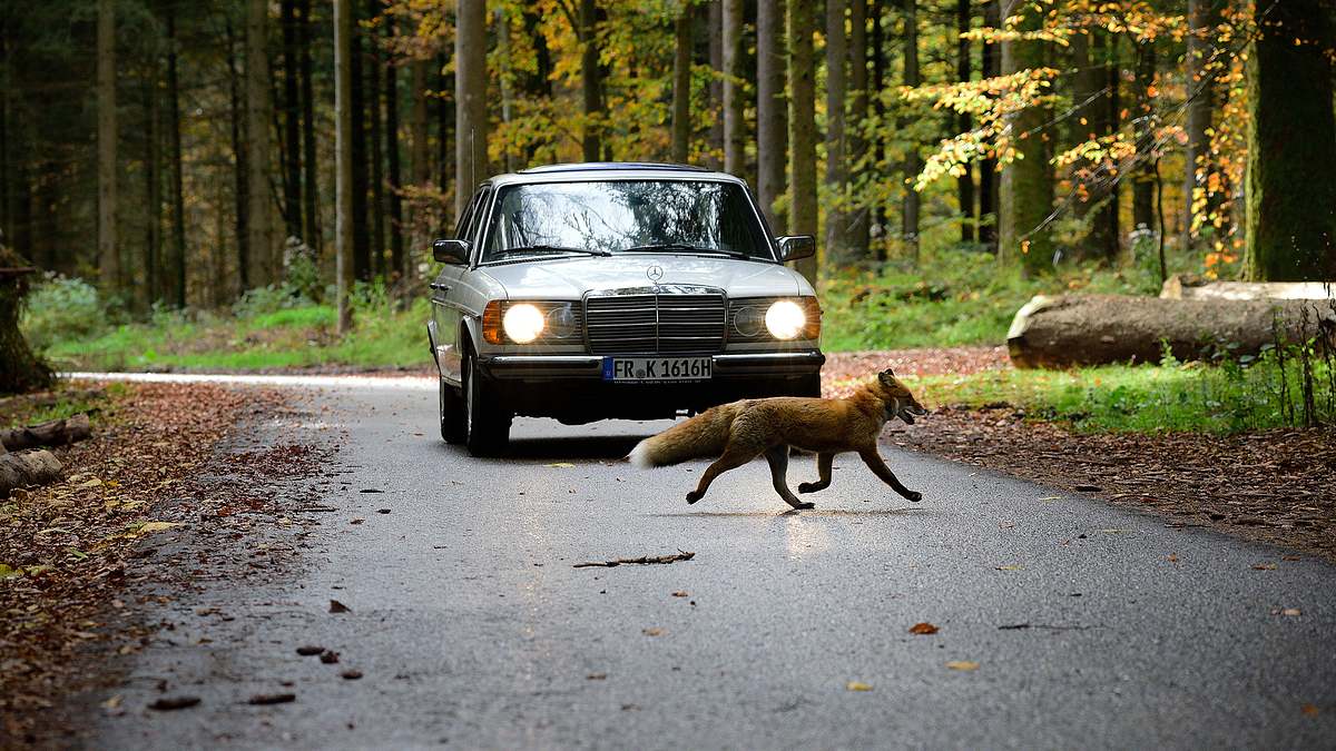tiere bis unters dach