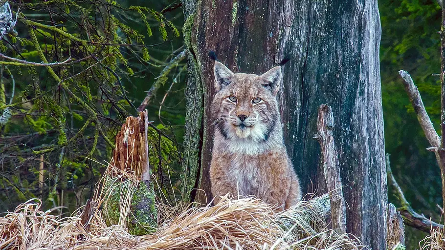 das wesen der wale
