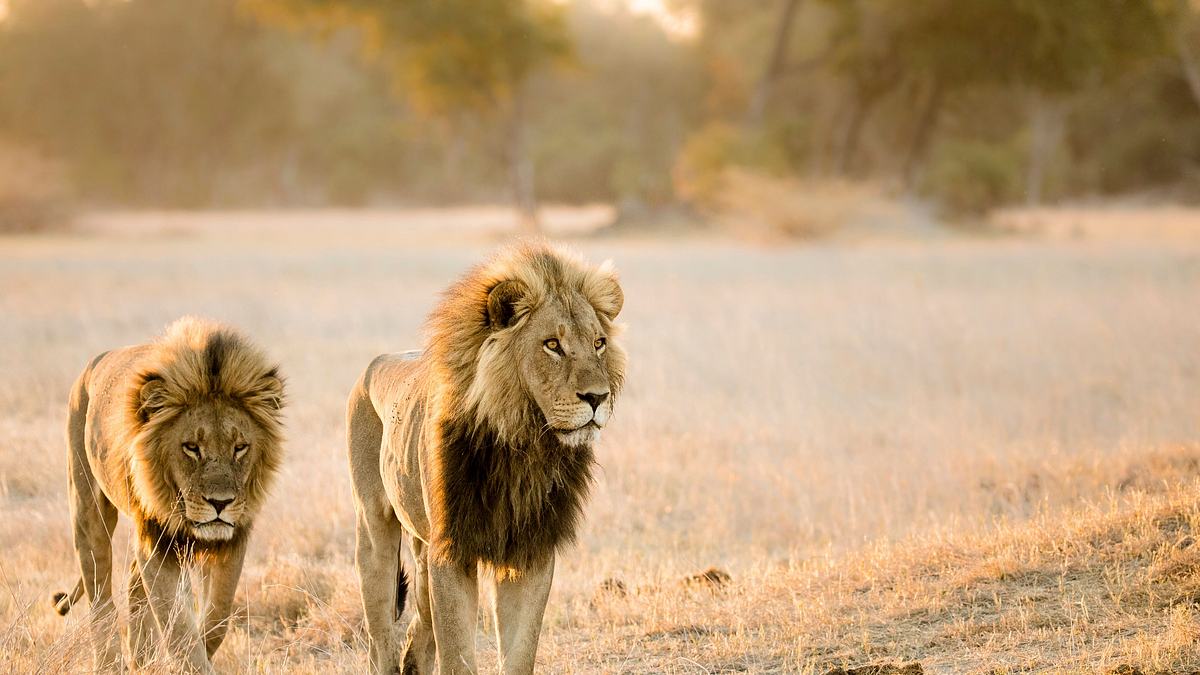 savage kingdom