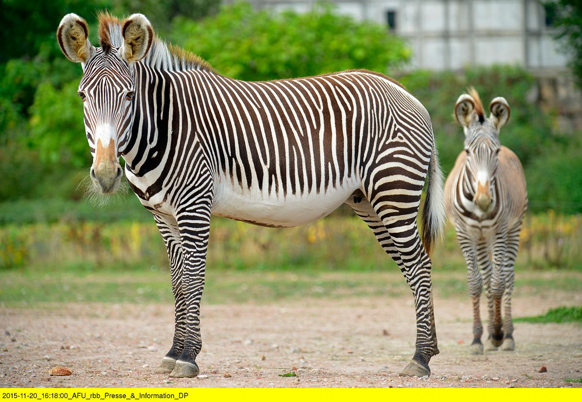 zoo-babies