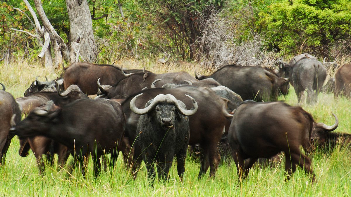 wildes botswana