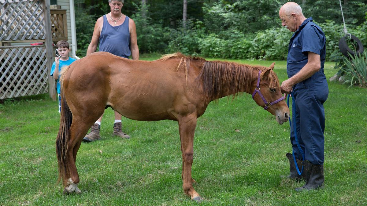 der unglaubliche dr. pol