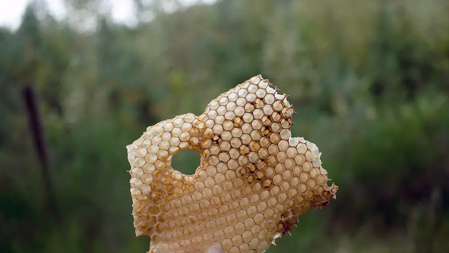 Die Zeidler von Augustów - Piotr und die Waldbienen die zeidler von augustów - piotr und die waldbienen