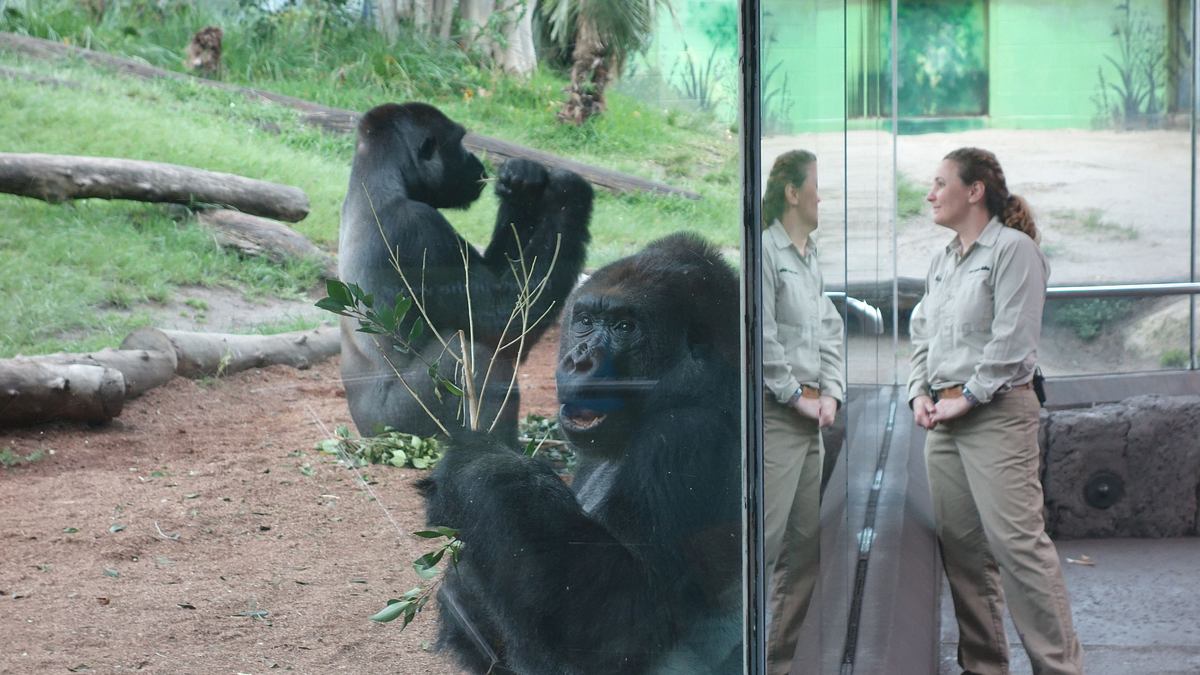 san diego zoo