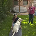Der Hundeprofi - Rütters Team Thumbnail