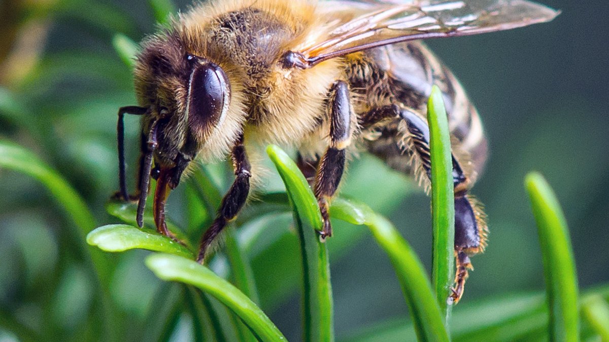 ziemlich wilde bienen
