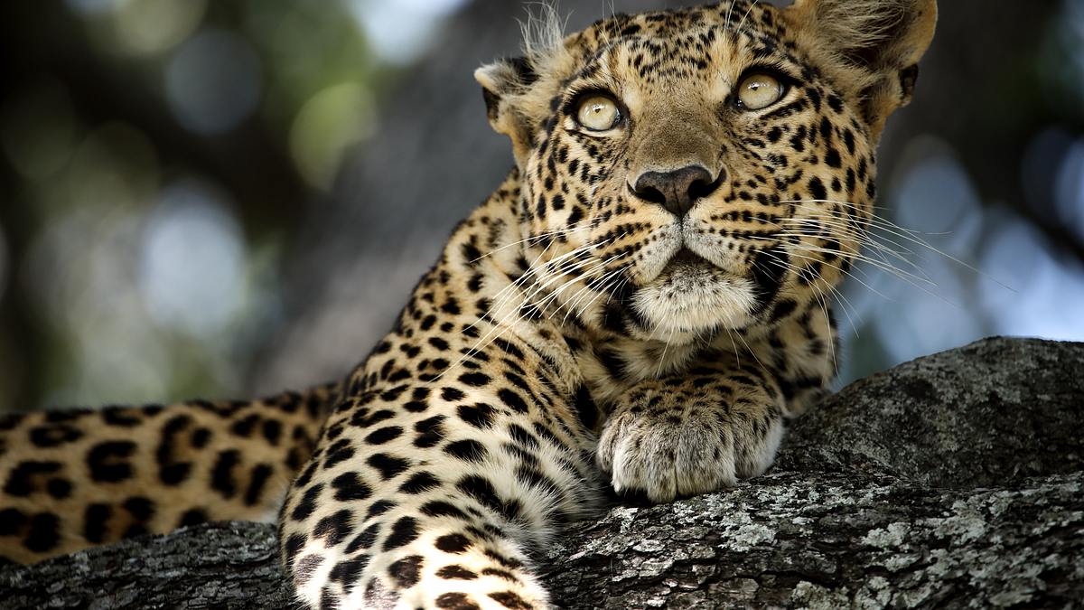 die flut - okavango unter wasser