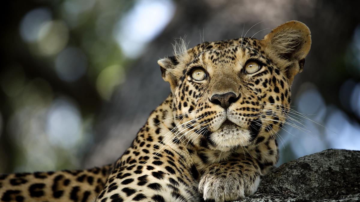 die flut - okavango unter wasser