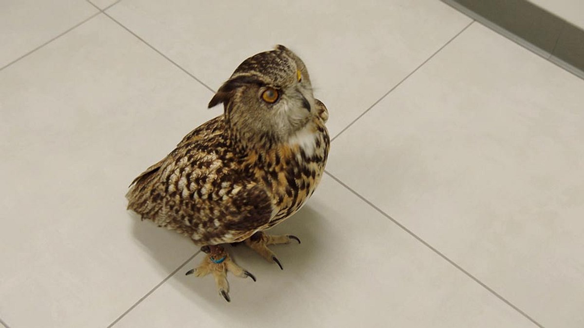 die tierärzte von houston