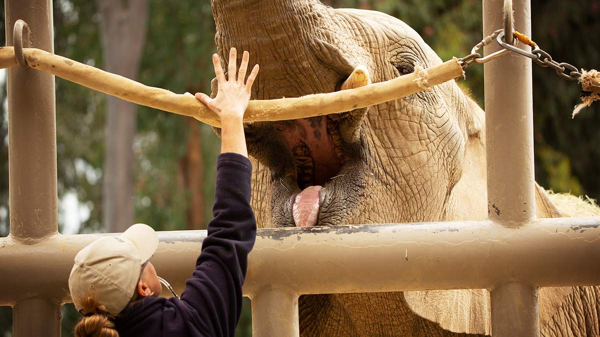 san diego zoo