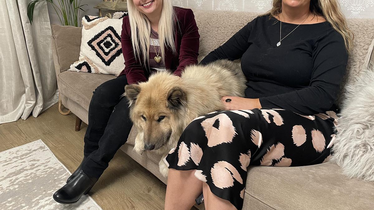 was tiere denken