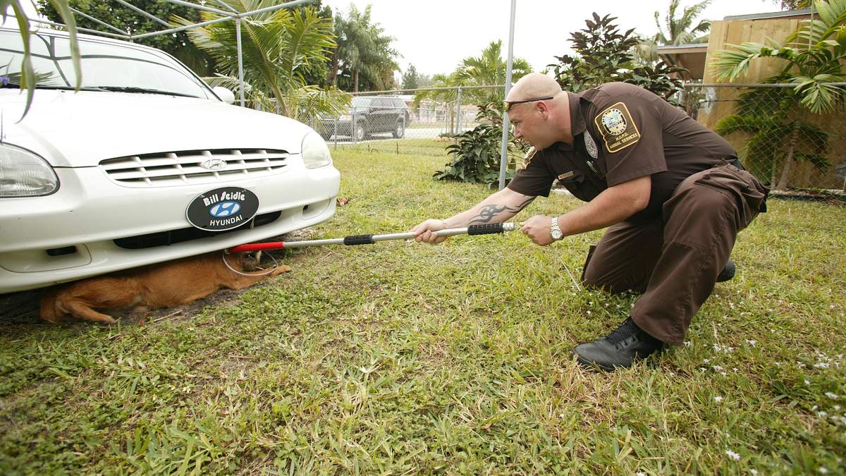 tierpolizei miami