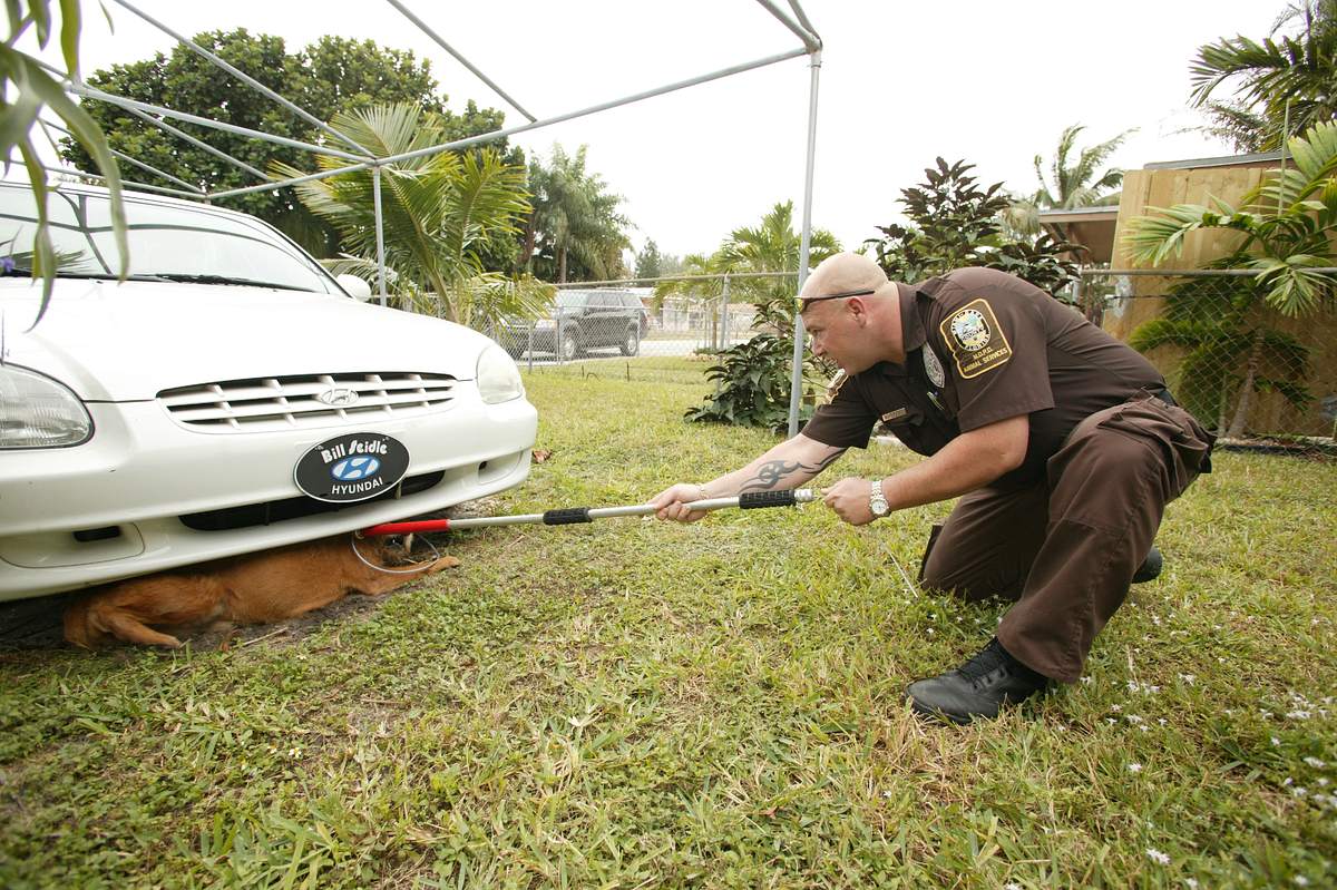 Tierpolizei Miami tierpolizei miami