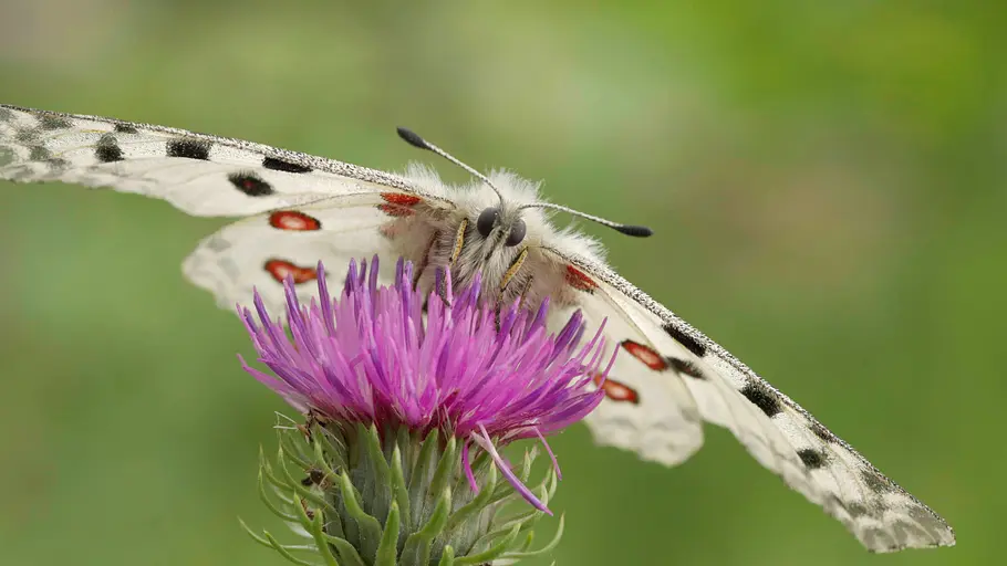 3satThementag: Österreich wild & schön / Universum 3satthementag: österreich wild & schön / universum