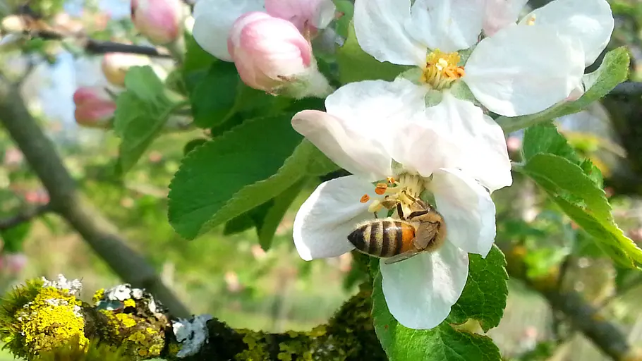 phoenix dok.thema: wilde bienen und gartenhelden
