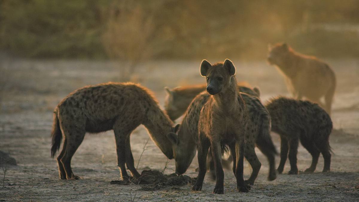 savage kingdom