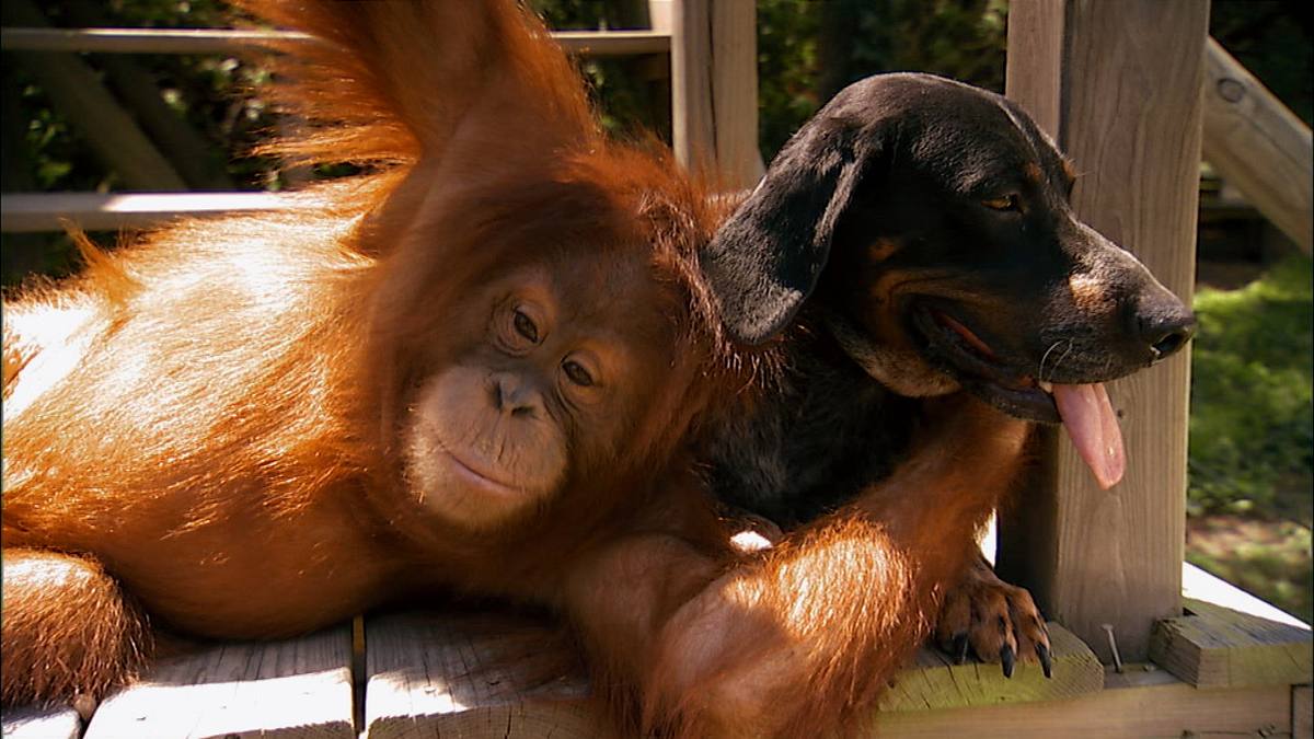tierische freundschaften
