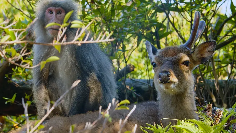 phänomenale natur