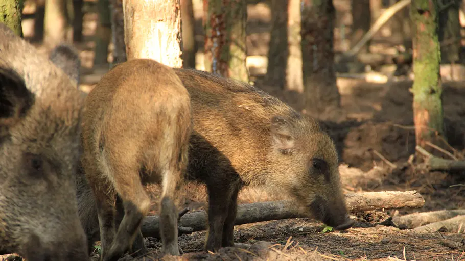 tierische eroberer