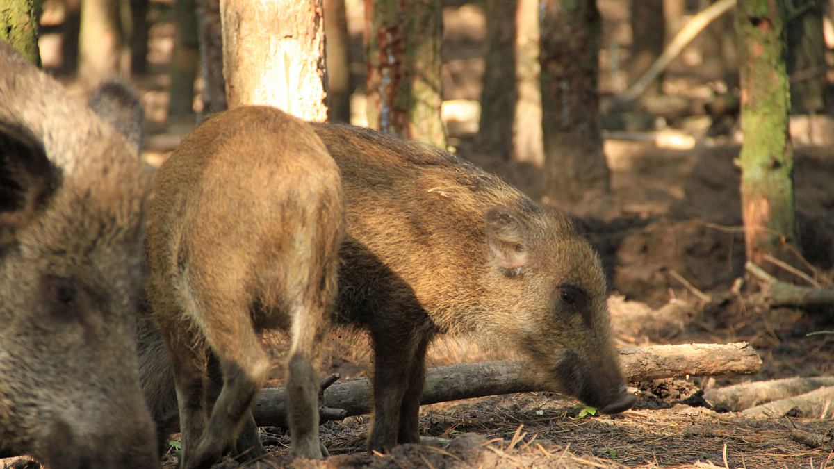 tierische eroberer
