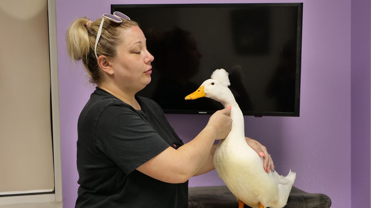 Die Tierärzte von Houston die tierärzte von houston