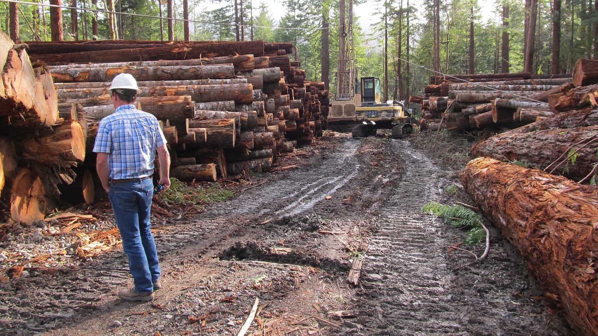 redwood kings - träume aus holz