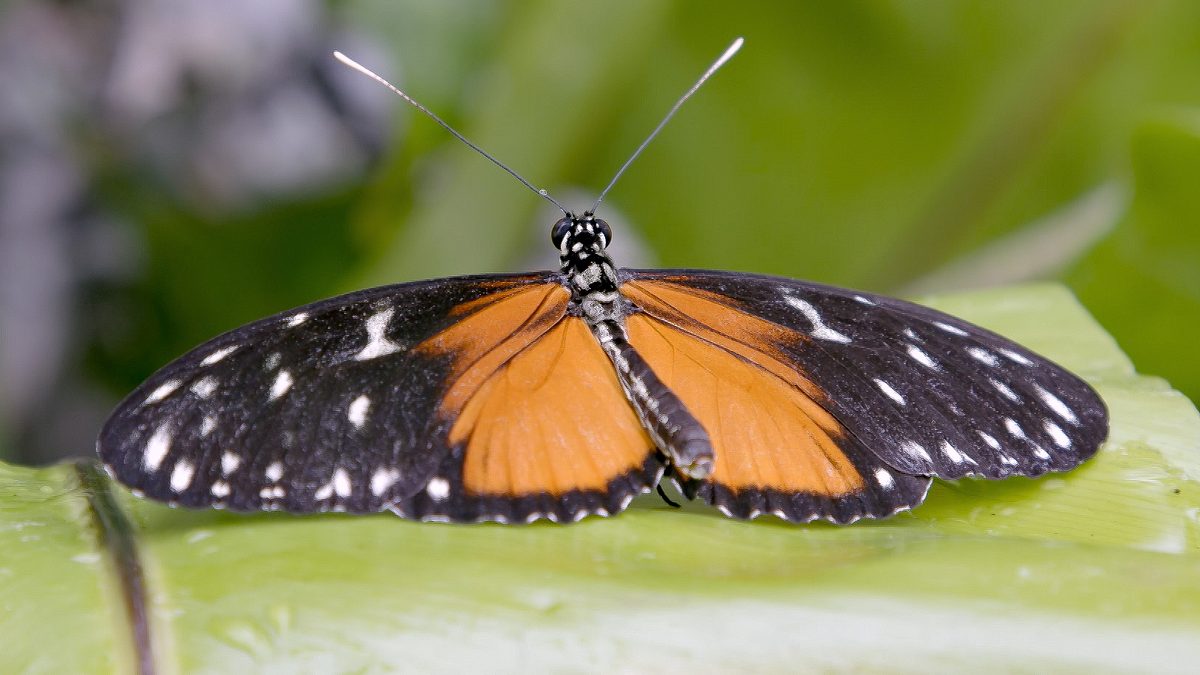die sprache der tiere