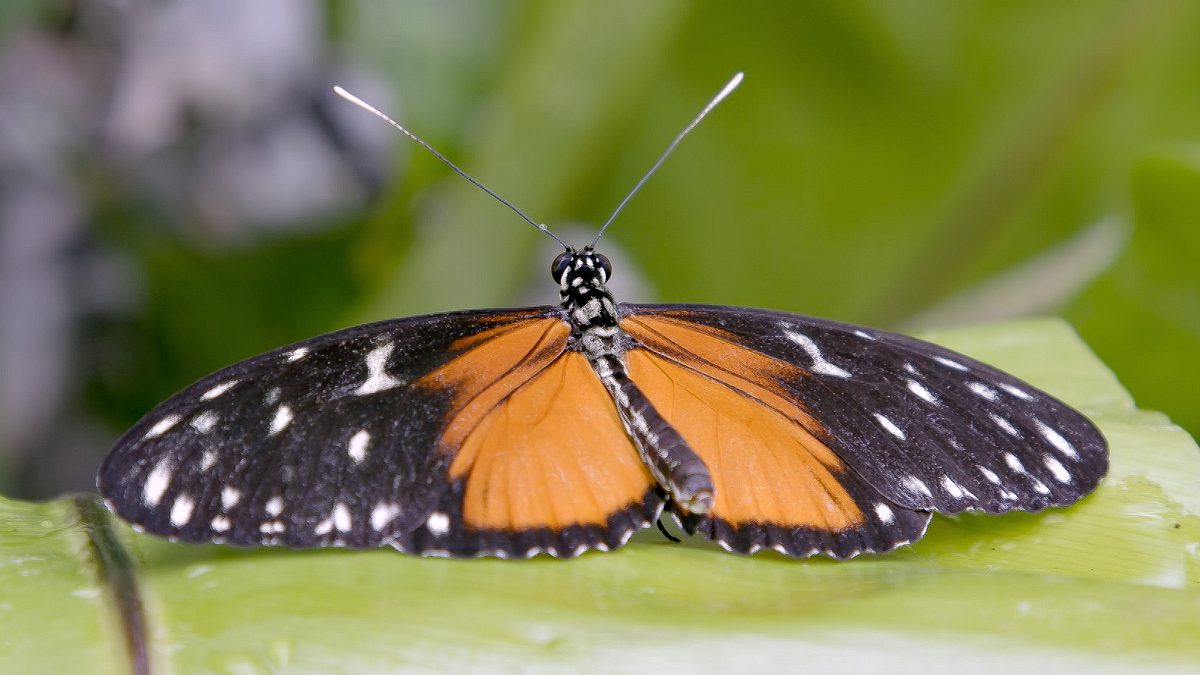 die sprache der tiere