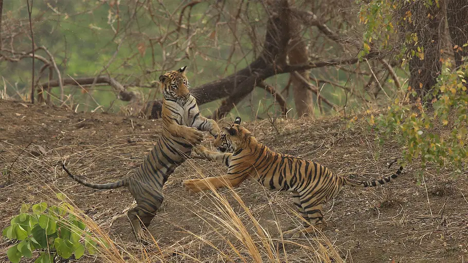 Indien - Im Königreich der Tigerin indien - im königreich der tigerin