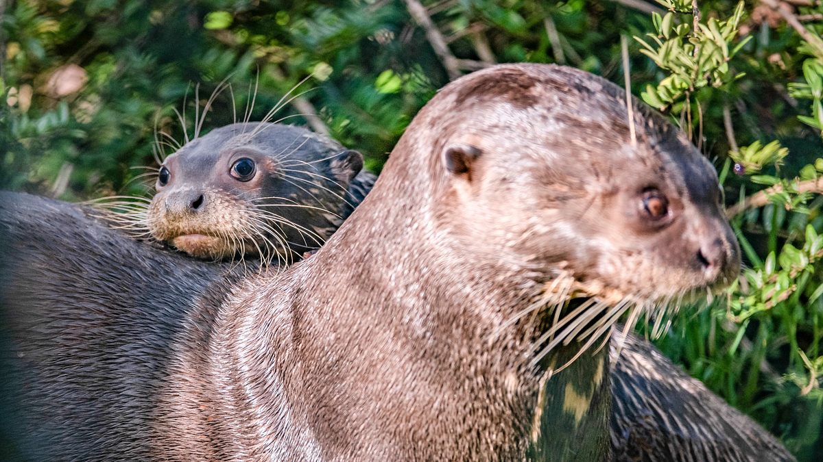 zoo und so - tierisch wild!