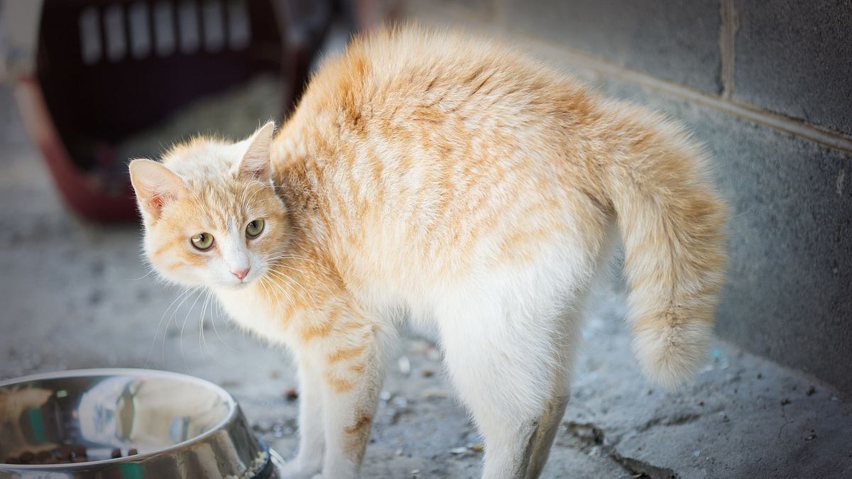 der katzenflüsterer
