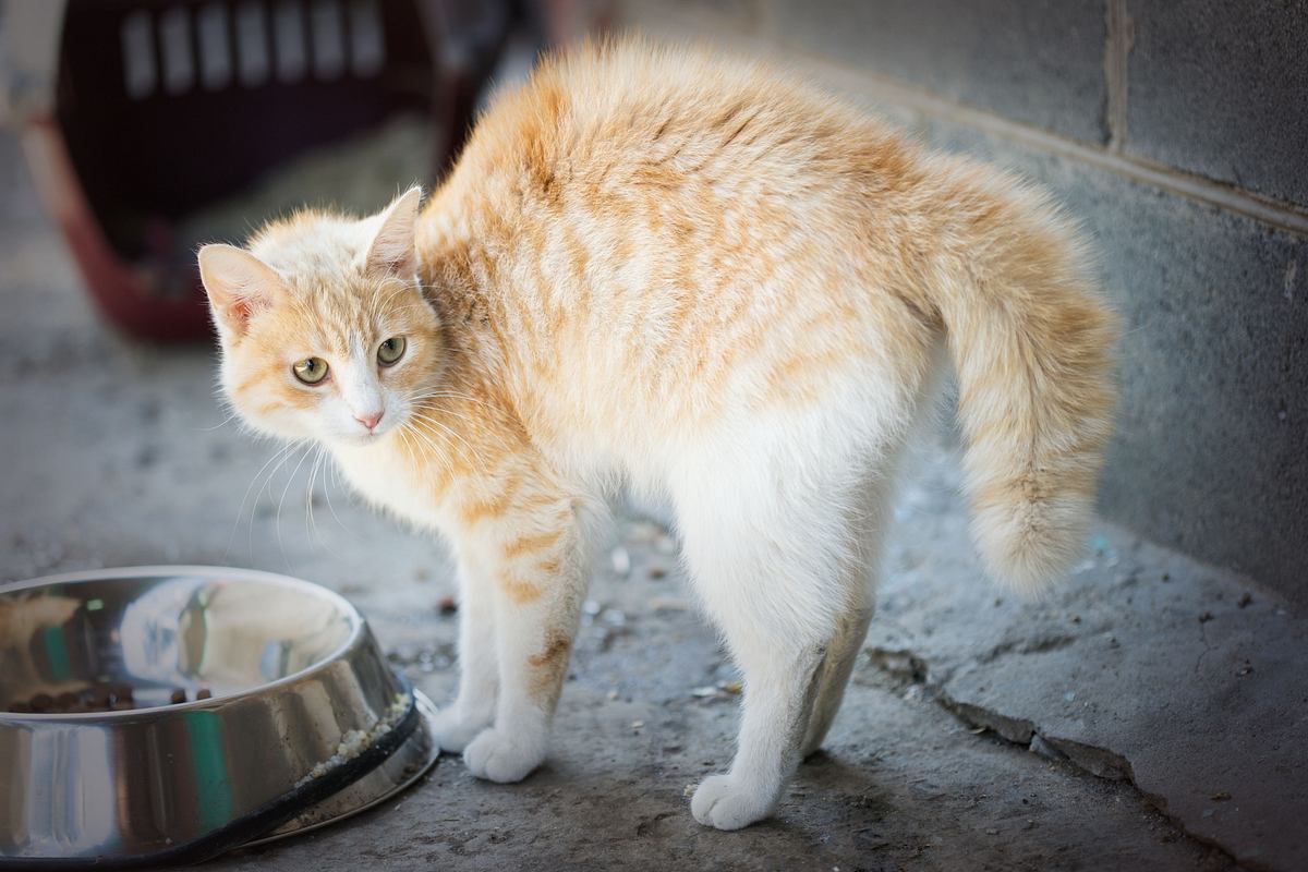 Der Katzenflüsterer der katzenflüsterer