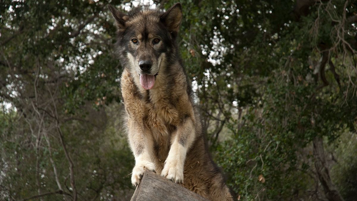 wolf town