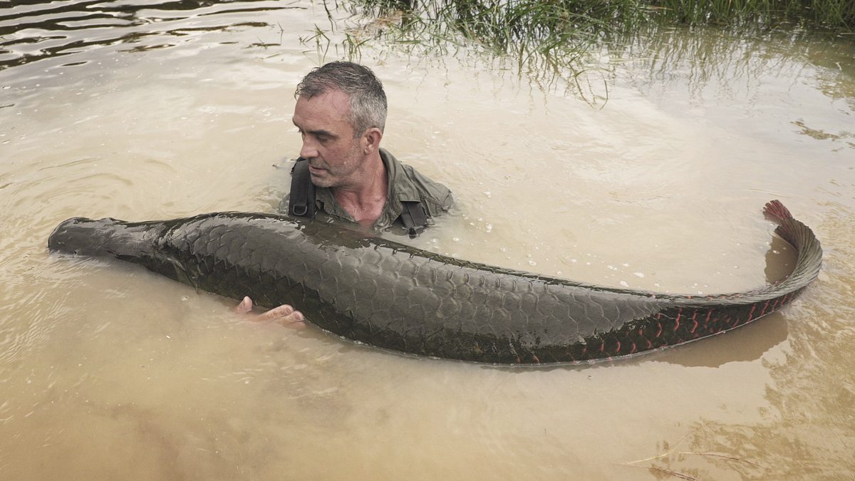 giganten unter wasser - riesenfischen auf der spur