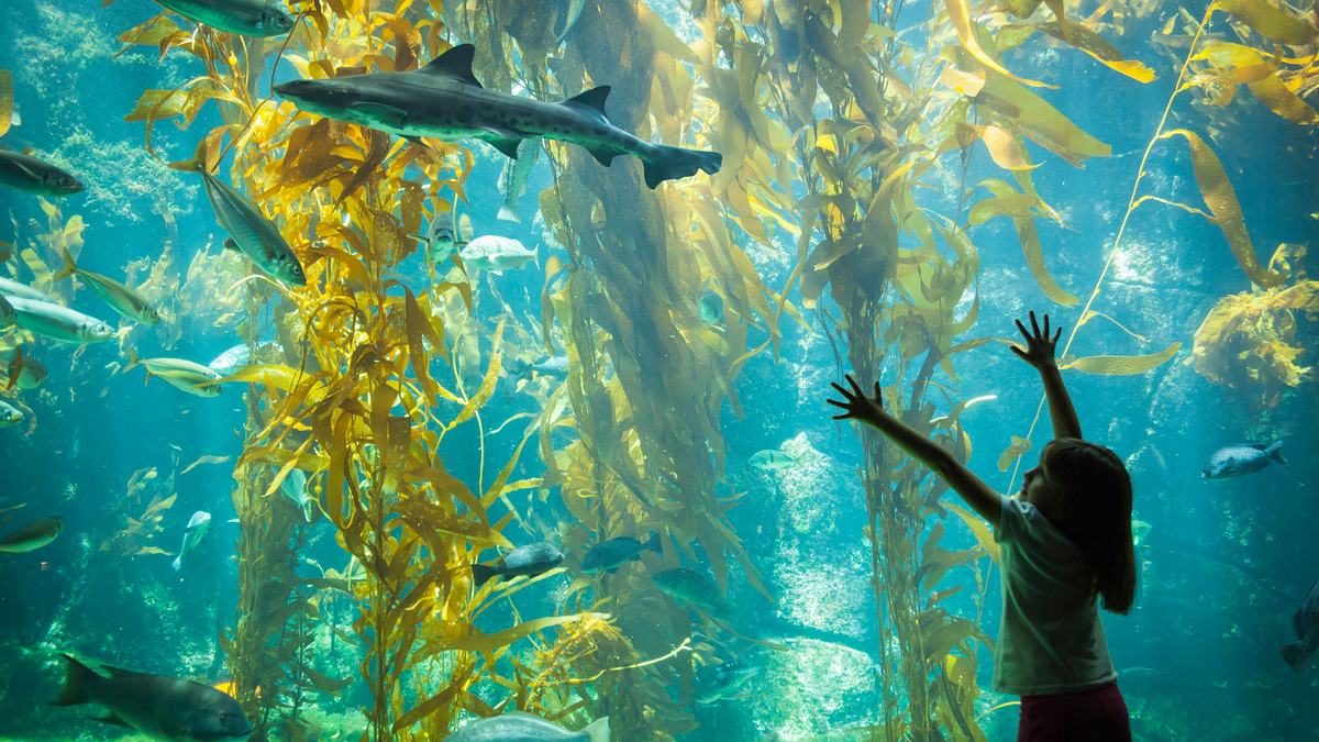 das atlanta-aquarium