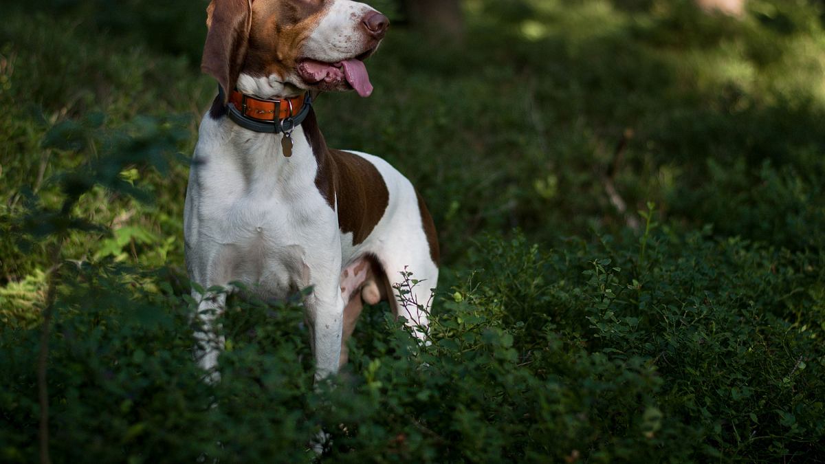 schweizer hundegeschichten