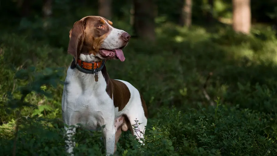 Schweizer Hundegeschichten schweizer hundegeschichten
