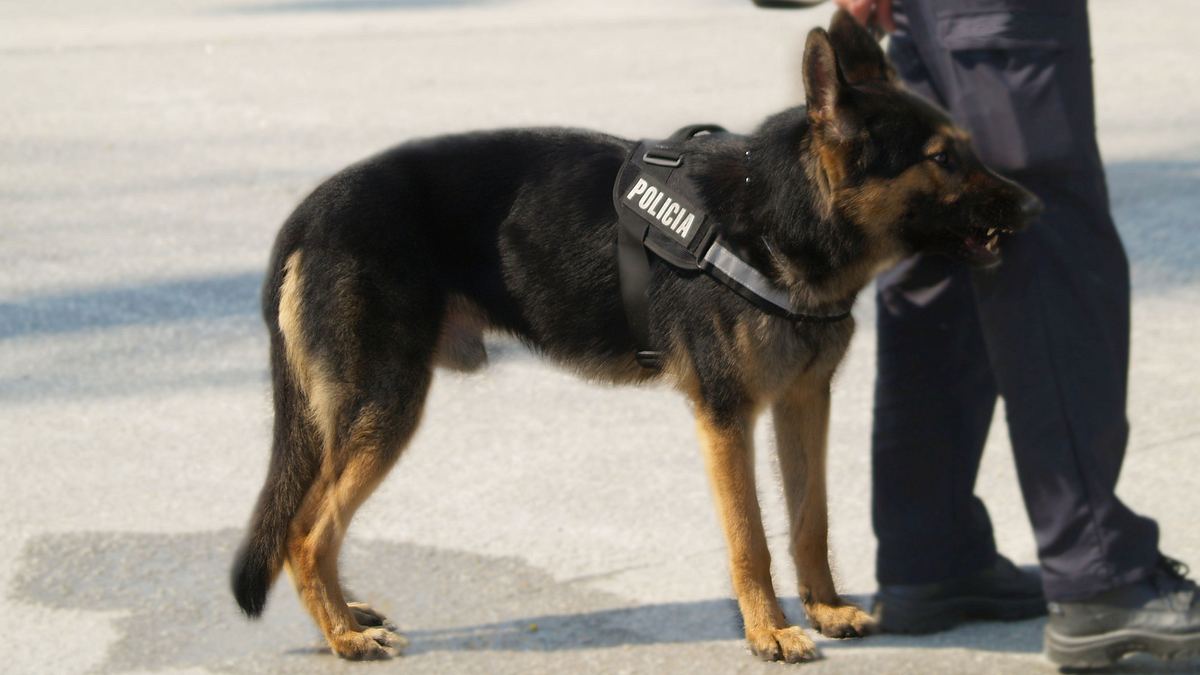 border control - spaniens grenzschützer