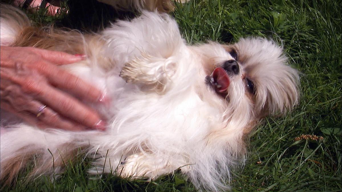 Das große Hunde-ABC das große hunde-abc