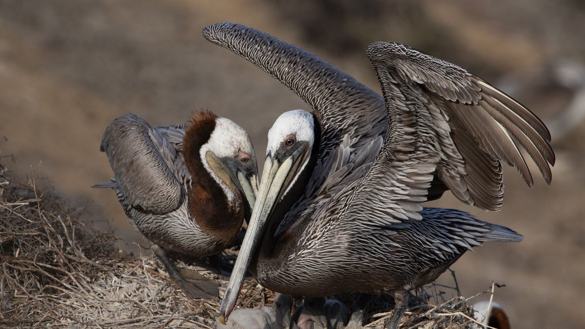 amerikas nationalparks